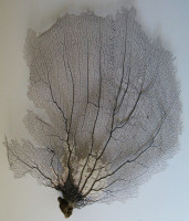 Gorgonia flabellum (Gorgonie vějířovitá)